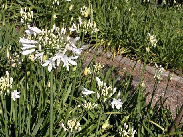 Agapanthus White buds opening