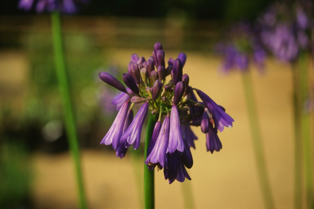 Agapanthus inapertus Drooping Agapanthus Bloulelie Hlakahla
