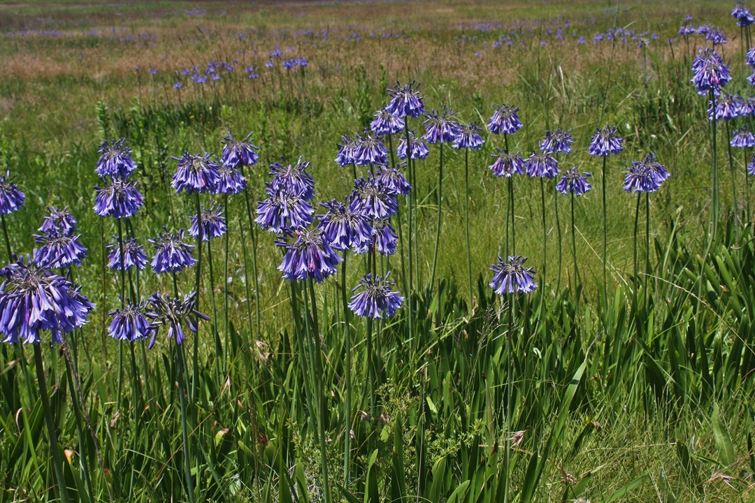 Agapanthus inapertus Drooping Agapanthus Bloulelie Hlakahla