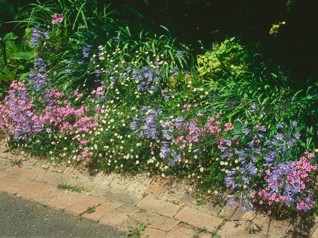 Agapanthus nana flowering bedding plant