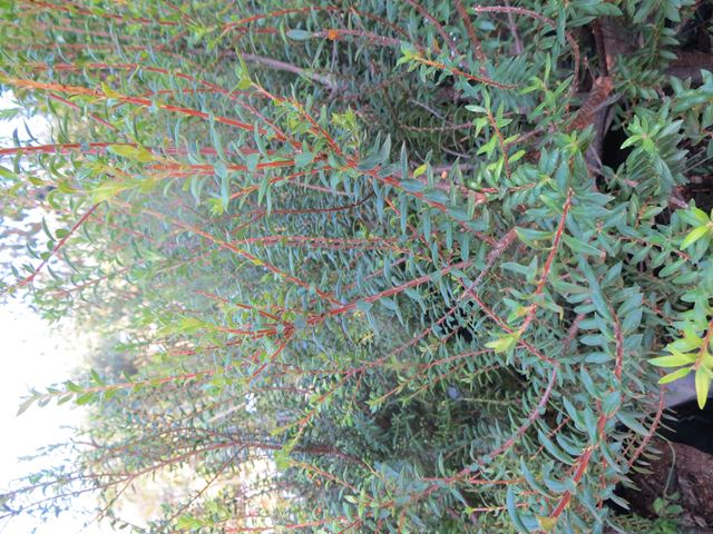 Agathosma ovata branches