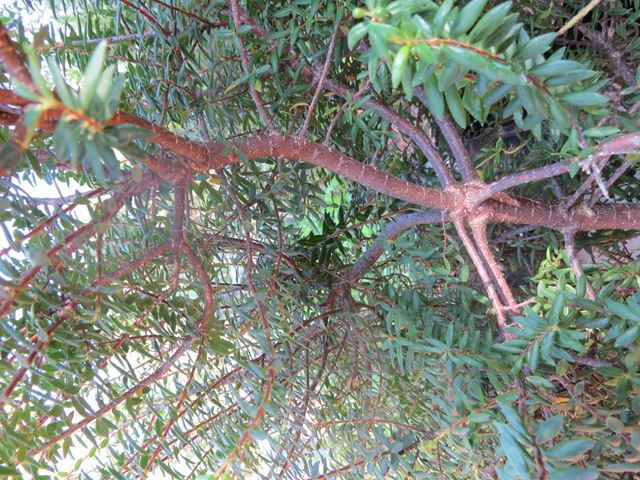Agathosma ovata stems and leaves
