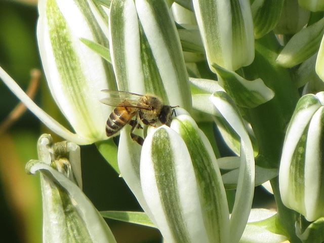 Albuca nelsonii bee pollinator