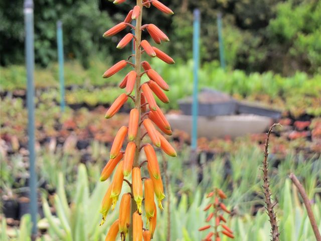 Aloe Little Easy Nectar Flowers for Sunbirds
