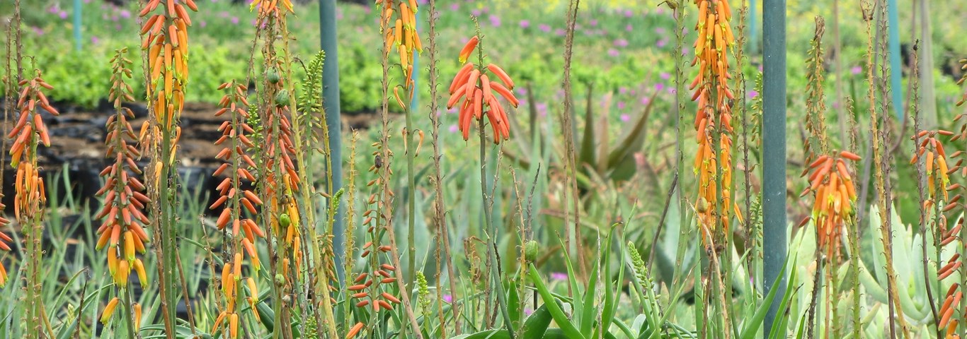Aloe hybrid 