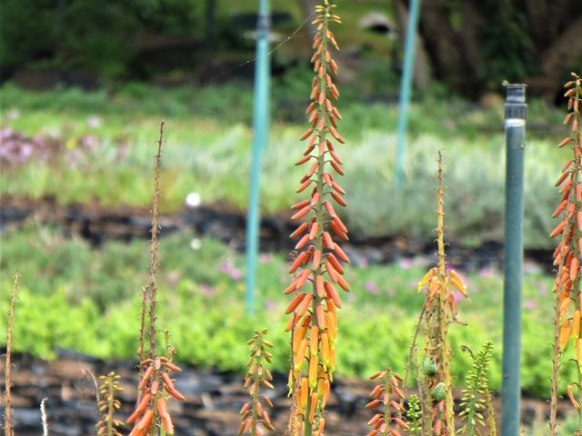 Aloe Little Easy indigenous wildlife friendly plant