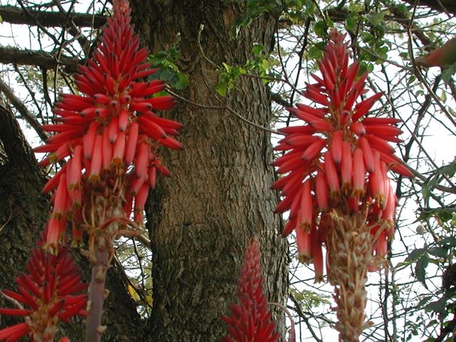 Aloe arborescens full flower spikes