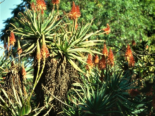 Aloe arborescens in flower