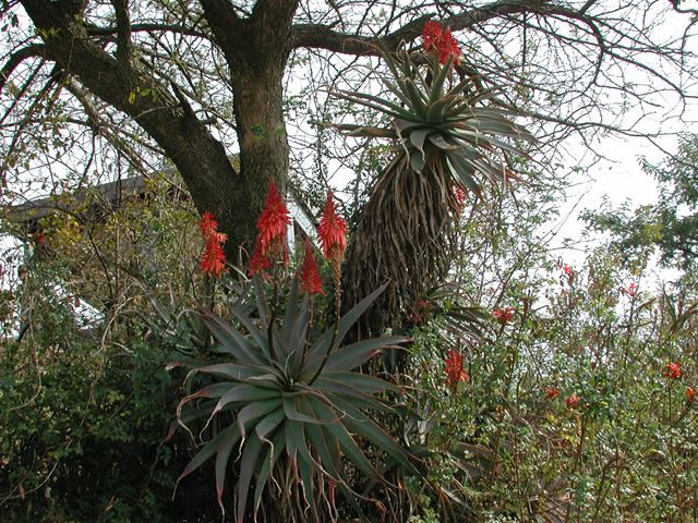Aloe arborescens in garden landscape