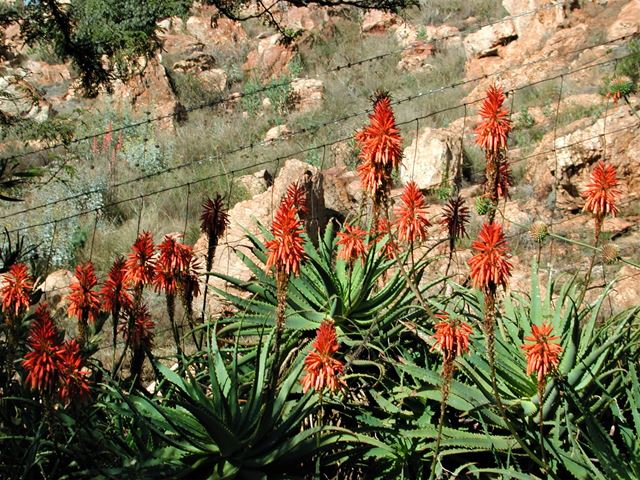 Aloe arborescens in landscape