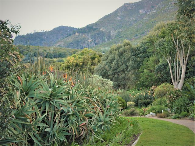 Aloe arborescens in landscaped garden at Kirstenbosch Botanical Garden