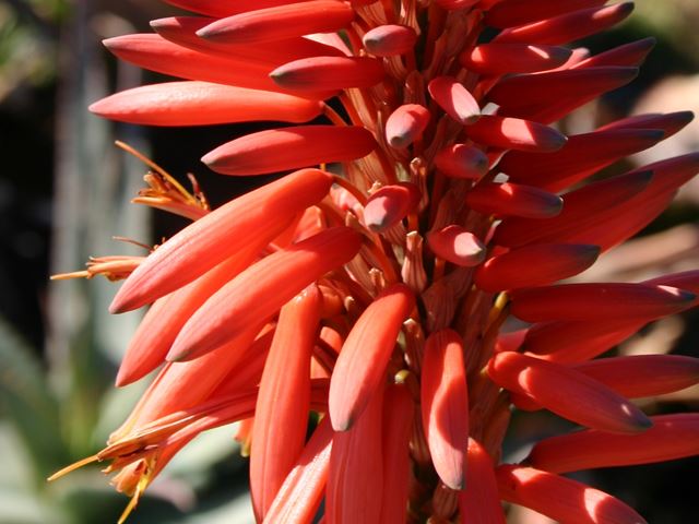 Aloe arborescens inflorescence flowers