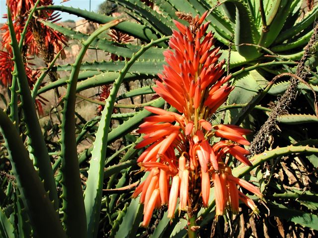 Aloe arborescens inflorescence