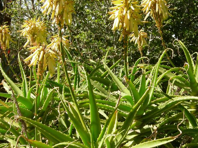 Aloe arborescens yellow flowers and leaves