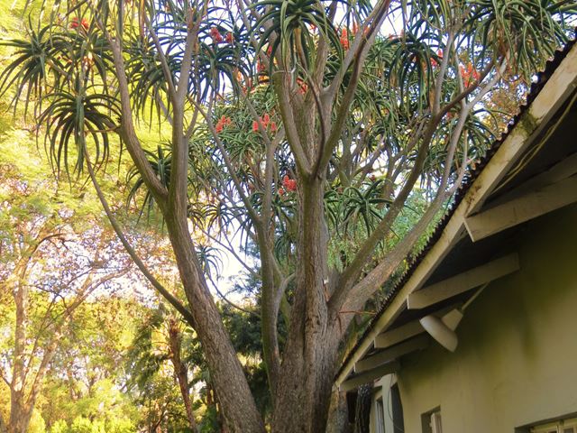 Aloe barberae tree flowers 1