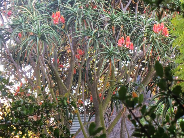 Aloe barberae tree flowers 2