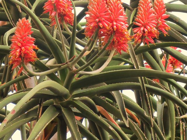 Aloe barberae tree flowers 3