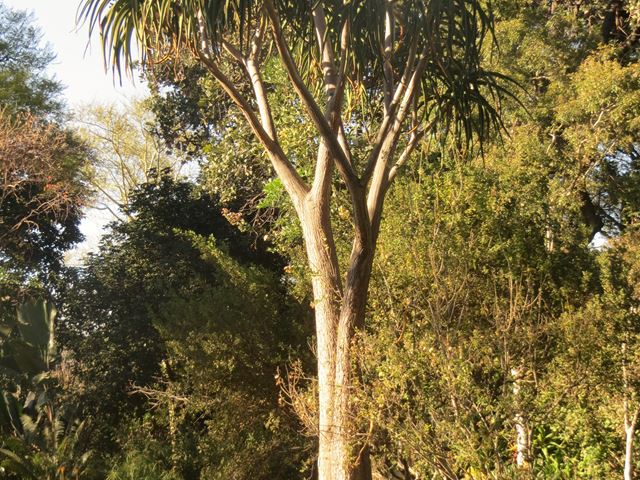 Aloe barberae tree landscape 2