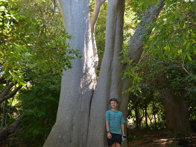 Aloe barberae tree trunk size