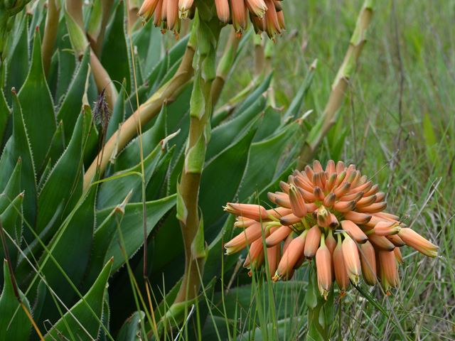 Aloe boylei grass aloe in South African veld
