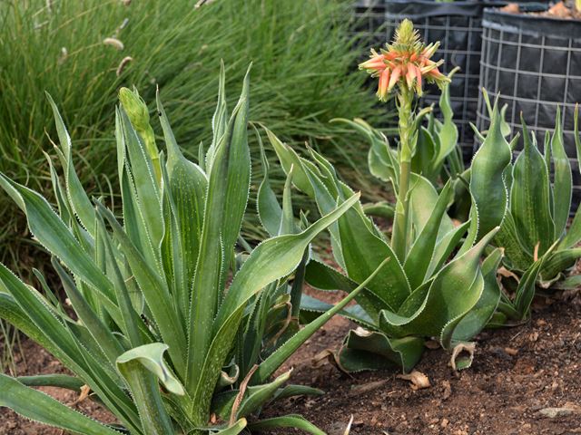 Aloe boylei grass aloe supplier Random Harvest Nursery