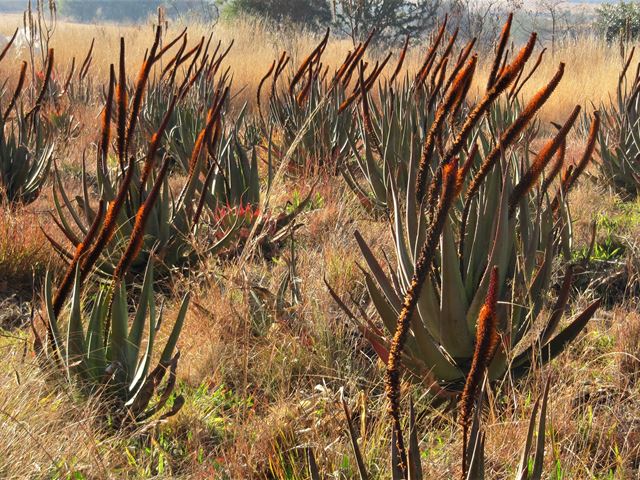 Aloe castanea in grassland