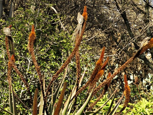 Aloe castanea nectar plant for bird garden