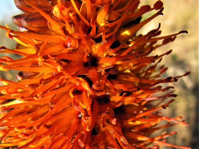 Aloe castanea nectar plant
