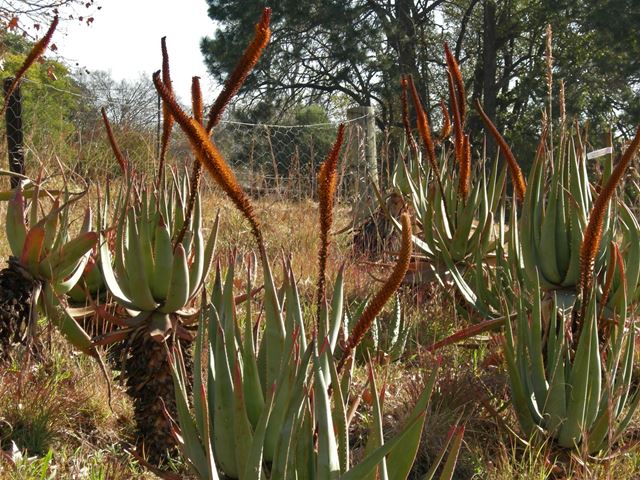 Aloe castanea winter flowering