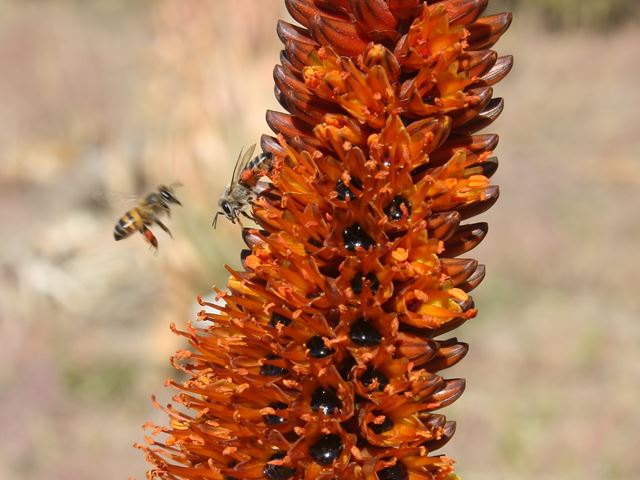 Aloe castanea with bee pollinators orange pollen colected