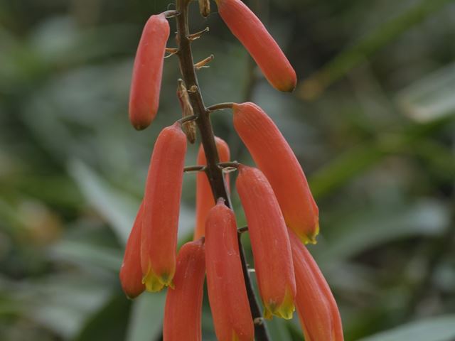 Aloe ciliaris flower