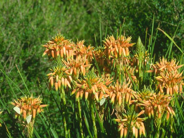 Aloe cooperi flowers visited by butterflies