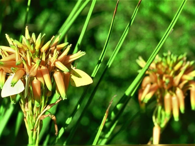 Aloe cooperi flowers with butterflies