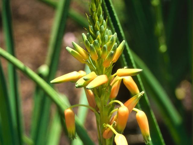 Aloe cooperi inflorescence