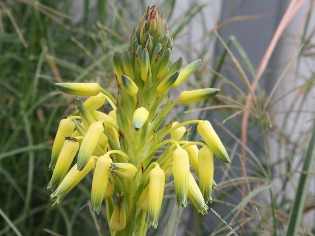 Aloe cooperi yellow 