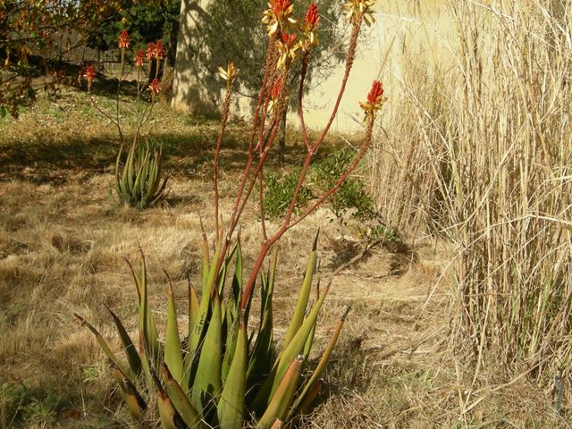 Aloe cryptopoda Random Harvest Nursery