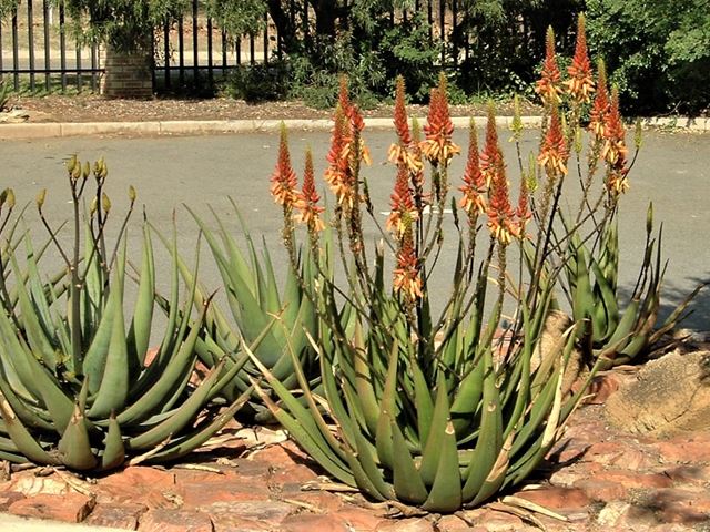 Aloe cryptopoda group planting