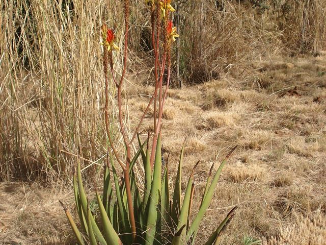 Aloe cryptopoda leaves flowers