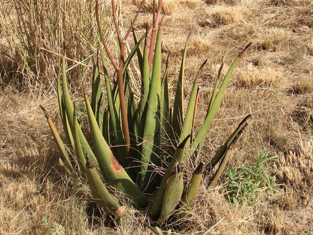 Aloe cryptopoda leaves
