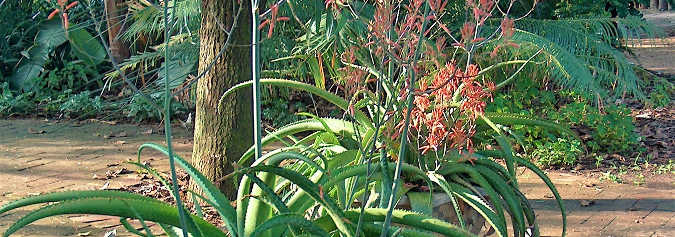 Aloe dyeri