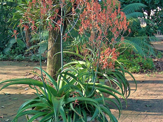 TÌNH YÊU CÂY CỎ ĐV 7 - Page 83 Aloe-dyeri-excellent-container-plant