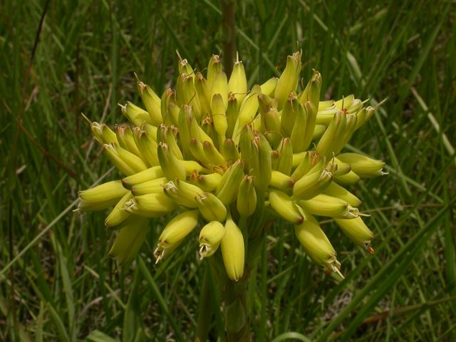 Aloe ecklonis Grasaalwyn yellow inflorescence