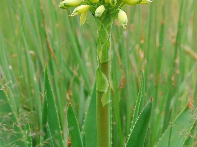 Aloe ecklonis Marievale inflorescence bud