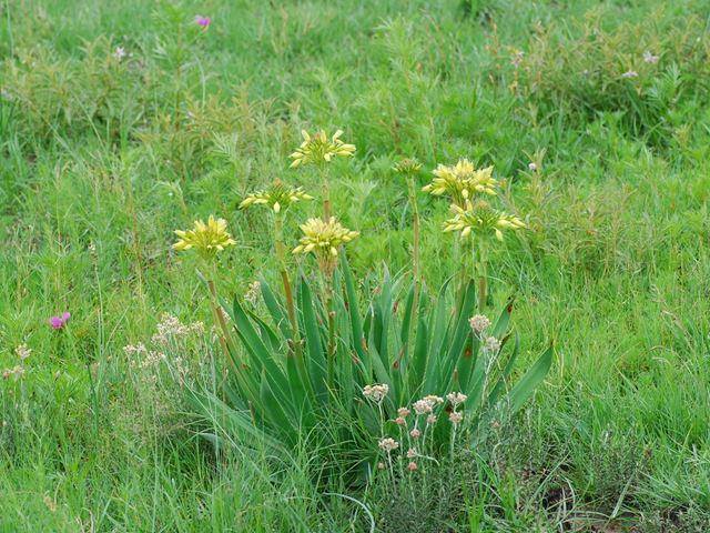 Aloe ecklonis Marievale yellow flowered form