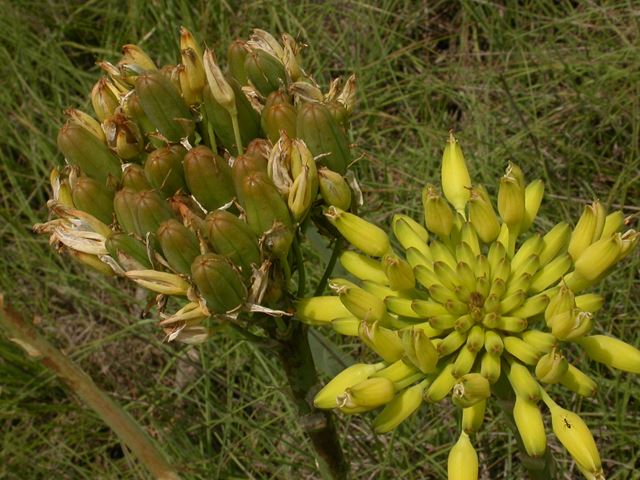 Aloe ecklonis fleshy unripe seed capsules