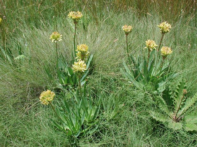 Aloe ecklonis flowering plants for grassland gardens