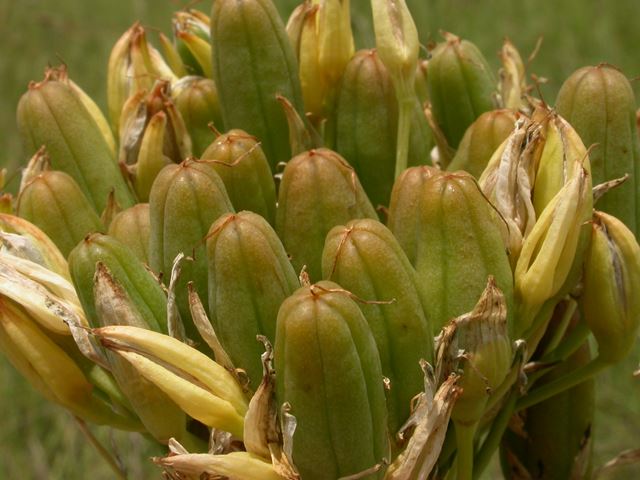 Aloe ecklonis head of green seed capsules