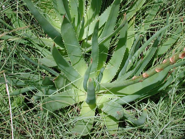 Aloe ecklonis leaf arrangement