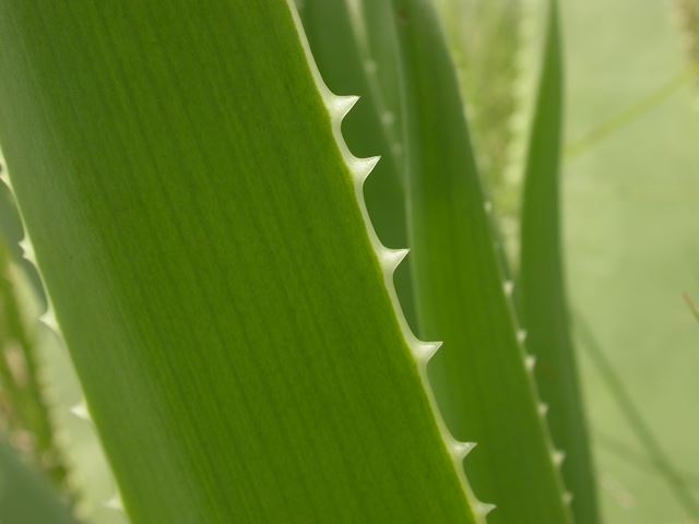 Aloe ecklonis leaves edged with soft white spines