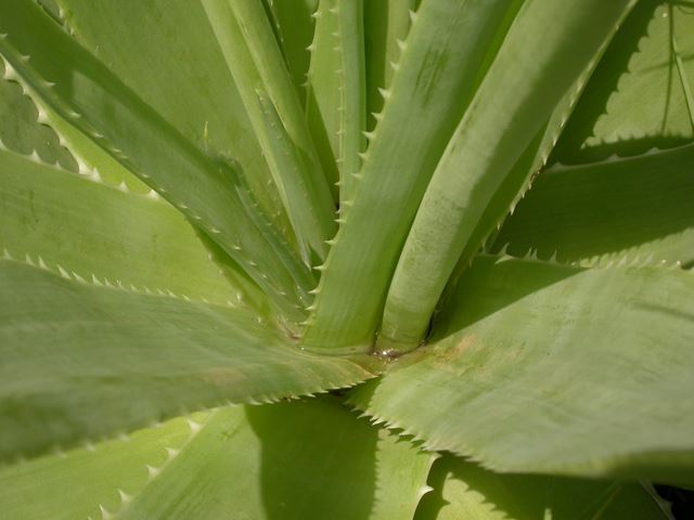 Aloe ecklonis leaves edible green vegetable